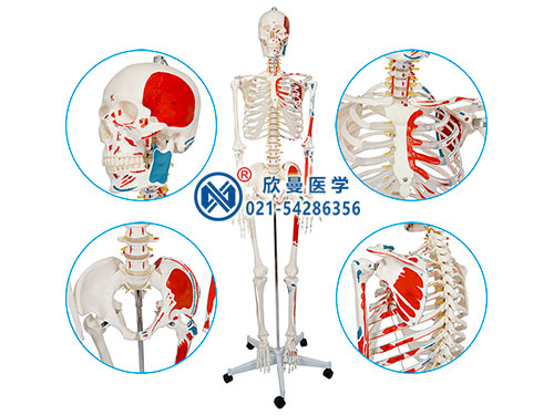 人体骨骼附肌肉起止点着色模型