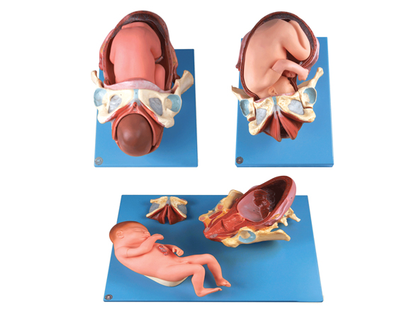足月胎儿分娩过程模型