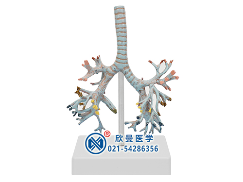 支气管树模型