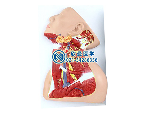 颈部中层解剖模型