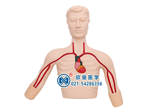 PICC线介入操作训练模型,PICC深静脉穿刺置管模型