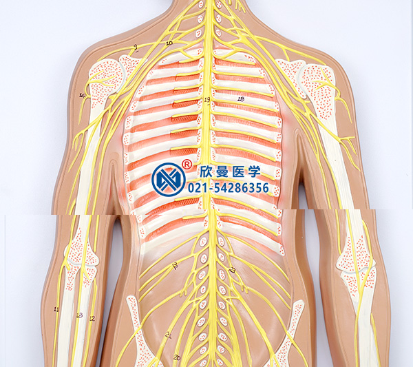 人体神经系统模型(上半身神经分布)