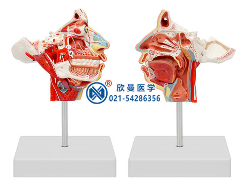 头面部血管神经模型