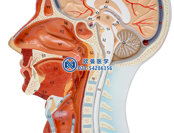 头部正中矢状切面附血管神经模型(颈部)