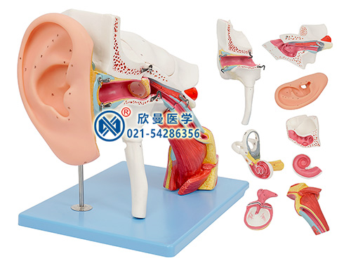 耳结构放大模型