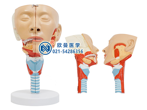 唾液腺及咽肌解剖模型