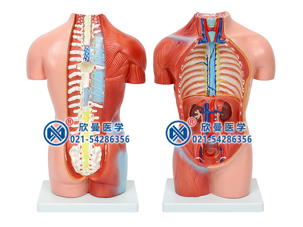 42CM无性人体躯干模型