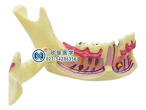 下颌骨解剖分解模型