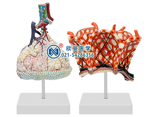 肺小叶连肺泡放大模型