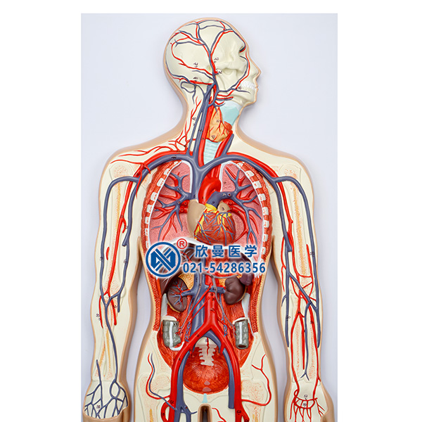 血液循环模型细节1