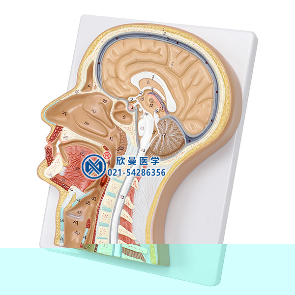 头部正中矢状切面模型