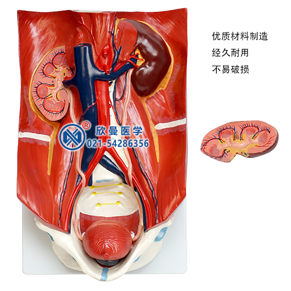 泌尿系统模型分解为2部分