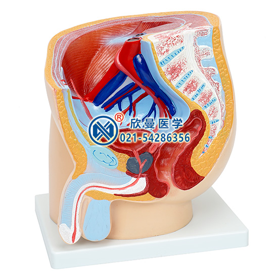 男性盆腔矢状切面模型
