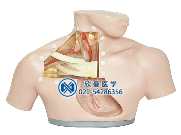 中心静脉穿刺置管模型