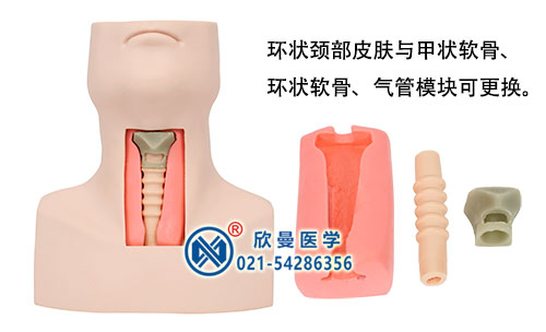 高级环甲膜穿刺及气管切开插管模型