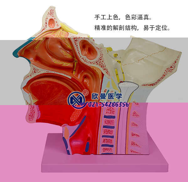 脑神经在头颈部分布模型(十二对脑神经)