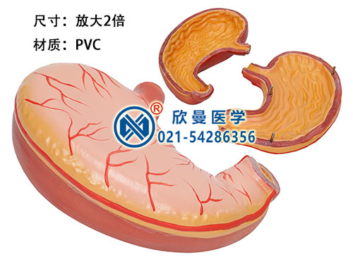 胃解剖模型(胃及剖面模型)