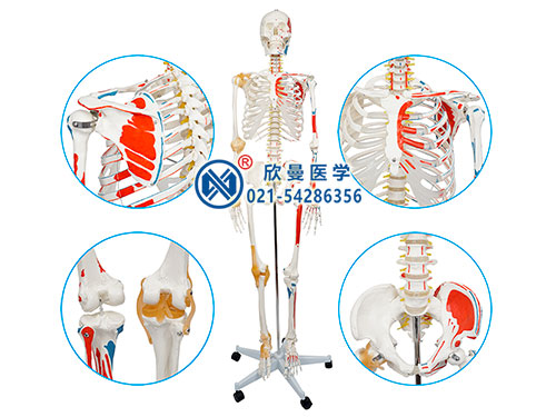 人体骨骼附半边肌肉着色附韧带模型