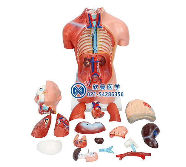 人体半身躯干模型拆分为18部件