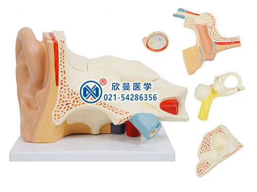 耳解剖放大模型