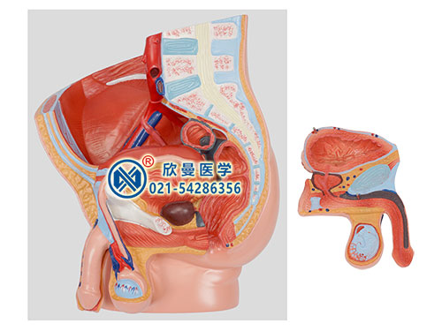 男性盆腔矢状切面模型