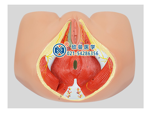 女性会阴解剖模型