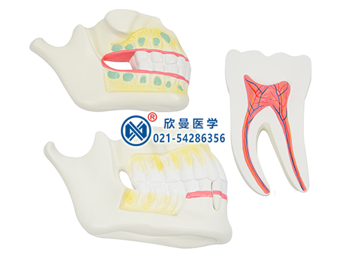 乳牙、恒牙牙列模型
