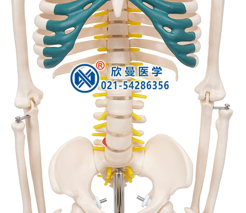 人体骨骼带神经模型2