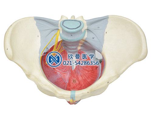 女性骨盆附盆底肌和神经模型