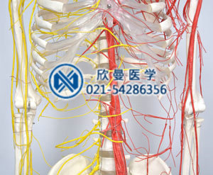 模型血管神经分布情况