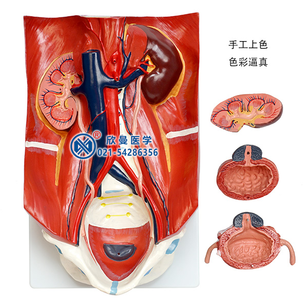 泌尿系统模型分解为4部件