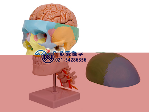 彩色头颅骨带7节颈椎及脑动脉模型