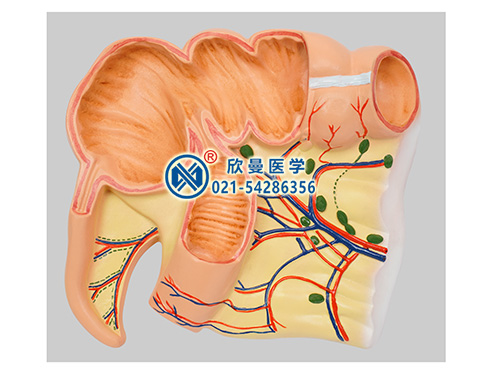 盲肠阑尾放大模型