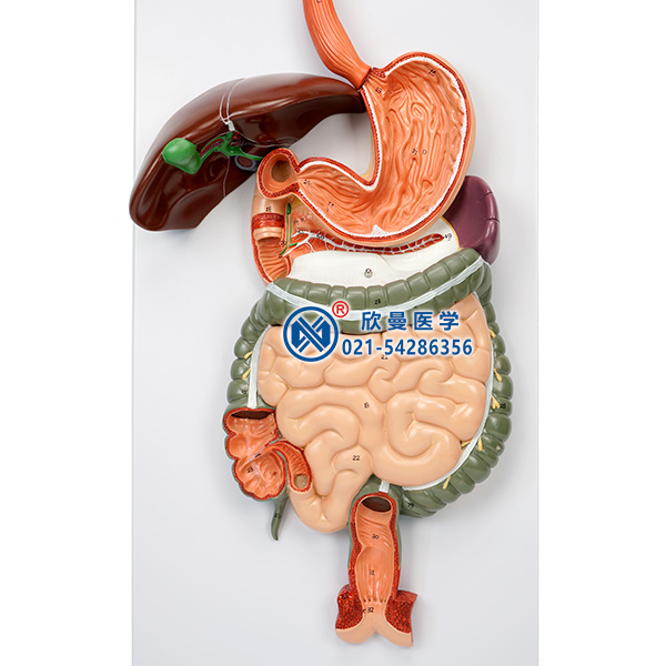 消化系统模型消化道结构