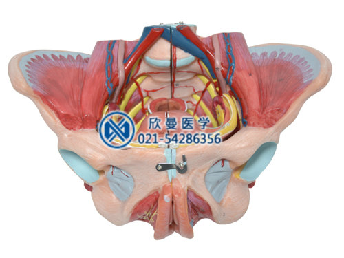 女性骨盆附生殖器官与血管神经模型