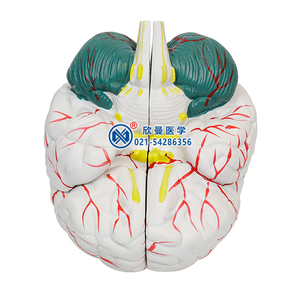 脑解剖模型整体构造