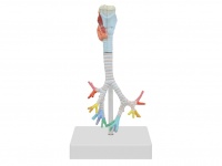 喉与气管、支气管树模型（3部件）