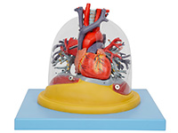 心脏与透明肺、气管、支气管树模型