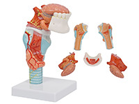 喉附舌、牙模型