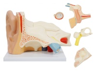 耳解剖放大模型（放大3倍，6部件）