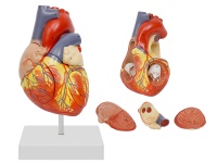 心脏解剖放大模型（放大2倍，4部件）