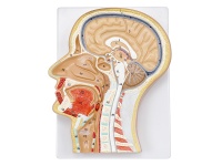 头部、颈部局解模型