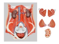 两性泌尿系统模型