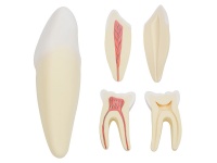 人体牙齿解剖放大模型（切牙、尖牙、磨牙模型）