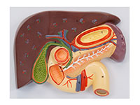 肝、胆、胰、十二指肠、胃切面模型