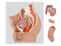 男性盆腔矢状切模型（4部件，带数字标识）