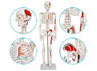 人体骨骼附半边肌肉起止点着色模型85cm（带数字标识）