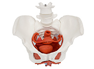 女性骨盆附盆底肌及子宫模型