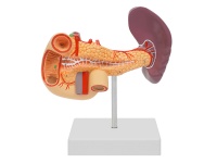 胰、十二指肠和脾模型