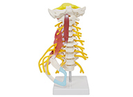 颈椎肌肉带脑干附神经模型